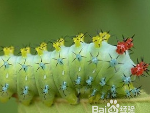 绿色毛毛虫毒性大吗