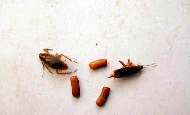 蟑螂会冬眠吗,详细