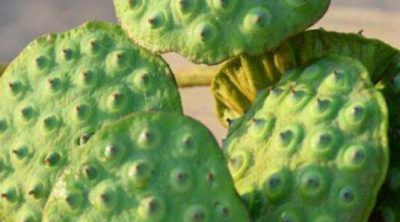 送人莲蓬的寓意是什么,莲蓬的寓意和象征