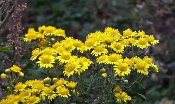 菊花什么意思,菊花隐喻是什么意思?图3