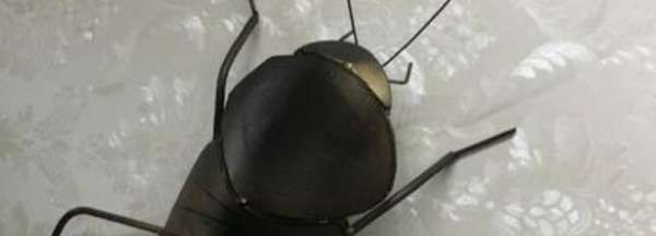 家里蟑螂多有什么办法能根除,家里蟑螂太多了怎么办图5