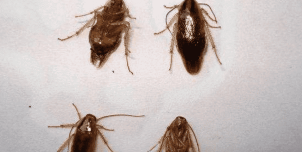 家里蟑螂多有什么办法能根除,家里蟑螂太多了怎么办图2