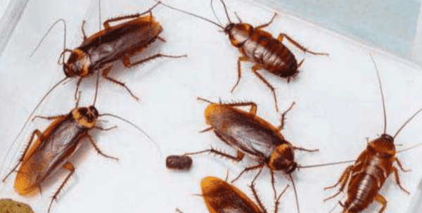 家里蟑螂多有什么办法能根除,家里蟑螂太多了怎么办图3