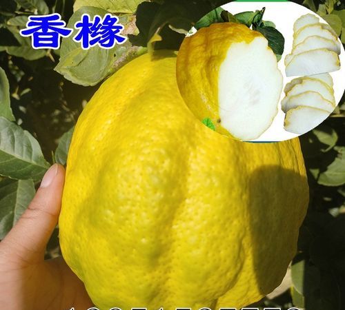 橙子树和柚子树的区别