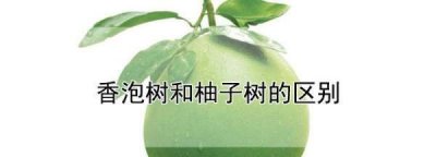 香泡和柚子的区别,橙子树和柚子树的区别