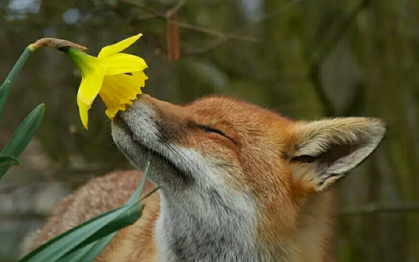 猪是用什么来辨别味道的,猪的嗅觉灵敏还是狗的嗅觉灵敏图4