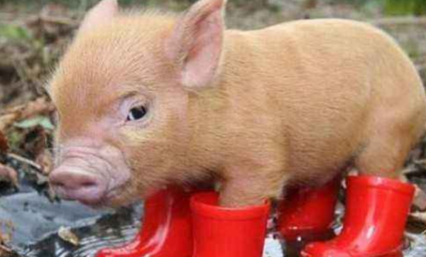 猪是用什么来辨别味道的,猪的嗅觉灵敏还是狗的嗅觉灵敏图3