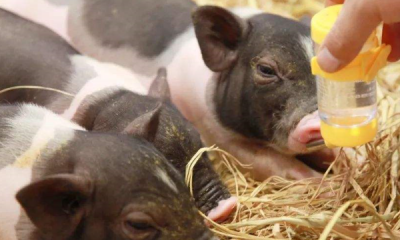 猪是用什么来辨别味道的,猪的嗅觉灵敏还是狗的嗅觉灵敏