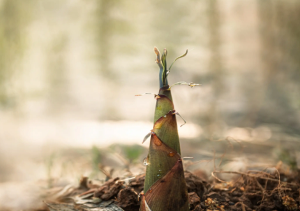 春笋怎么保存时间长而新鲜,春笋的保存方法图4