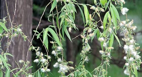 春天随风飘扬的柳絮是柳树的什么,柳絮是柳树的花瓣还是种子图2