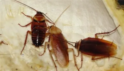 蟑螂害怕什么气味,蟑螂怕什么气味和东西