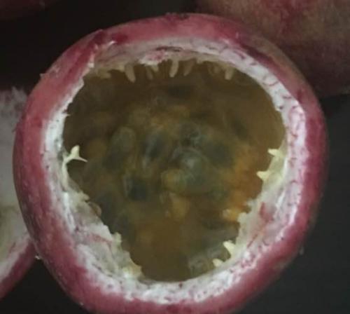 百香果长白毛能吃吗