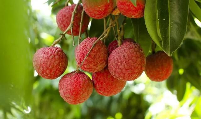 春天有什么水果丰收,春夏秋冬各生产什么水果?图3