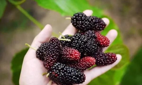 春天有什么水果丰收,春夏秋冬各生产什么水果?图4