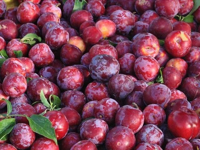 春天有什么水果丰收,春夏秋冬各生产什么水果?图6