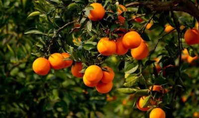 春天有什么水果丰收,春夏秋冬各生产什么水果?