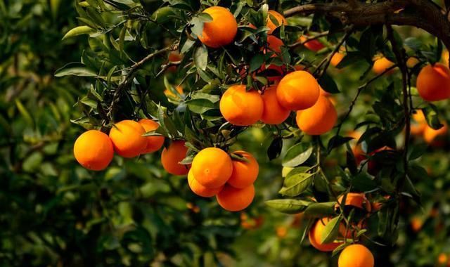 春夏秋冬各生产什么水果