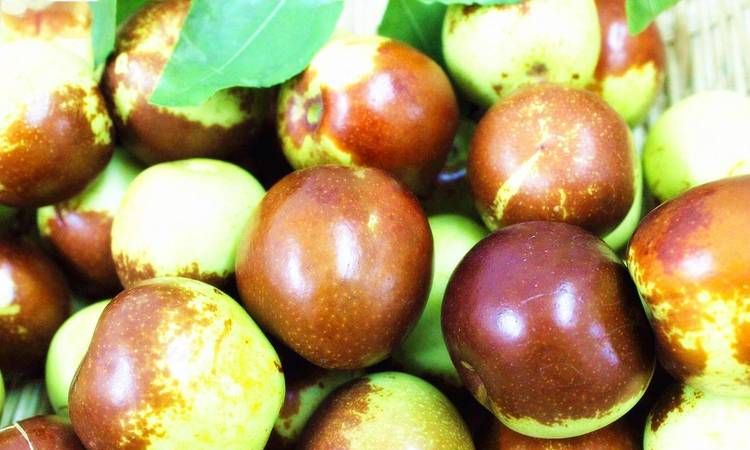 冬枣是放冰箱储存好还是常温好