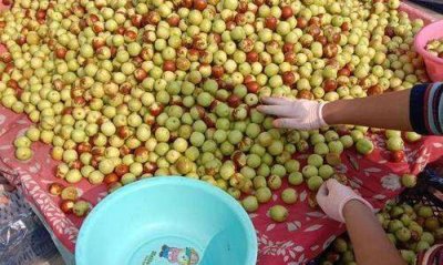 冬枣能放多久,冬枣冷库储存温度湿度一般是多少度