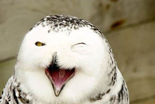 喜欢的男生发wink是什么意思