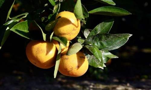 青桔子怎样变黄变甜