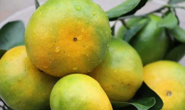 桔子怎么催黄,青桔子怎样变黄变甜图4