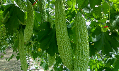 苦瓜用去皮,苦瓜用削皮么图3