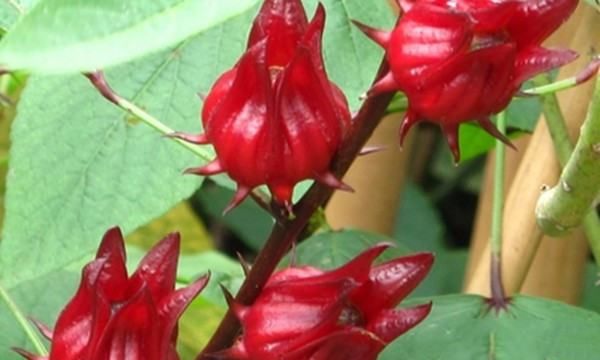 新鲜玫瑰茄要怎么晒干,玫瑰茄怎么吃 新鲜玫瑰茄的吃法视频图3