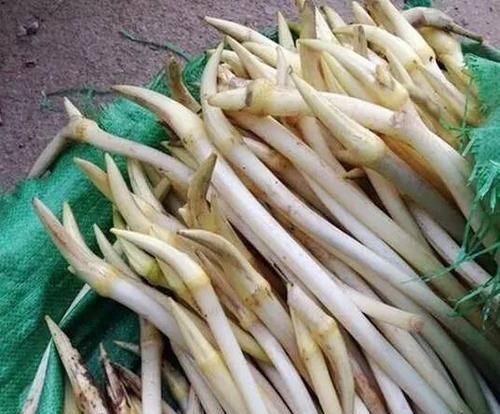 什么是藕带 藕带是什么意思