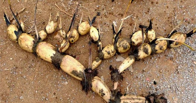 藕把子是什么部位