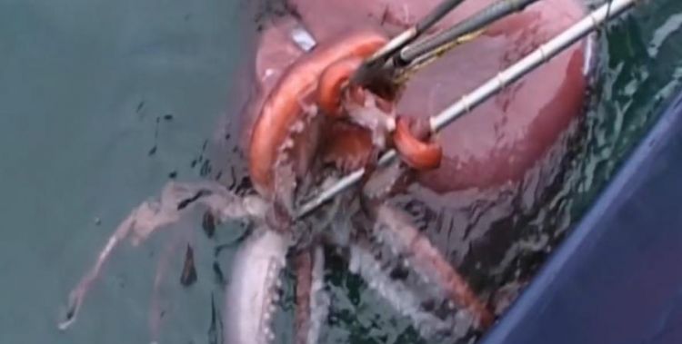 下列动物不属于鱼类的是a鲸鱼b海马c鲨鱼