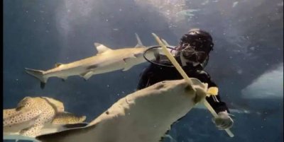 鲨鱼和鱿鱼哪个不属于鱼类,鲨鱼和鱿鱼哪一种不属于鱼类