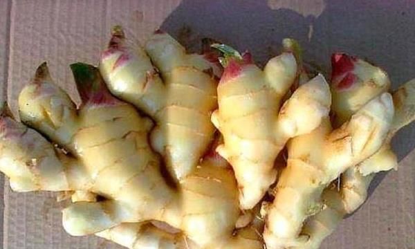 生姜变绿了可不可以吃