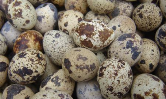 鹌鹑热量高,鹌鹑肉的热量是多少大卡图2