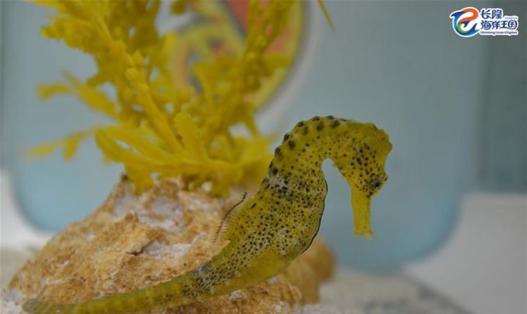 海马是爸爸生的还是妈妈生的