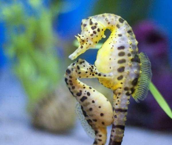 海马是爸爸生的,海马是爸爸生的还是妈妈生的图1