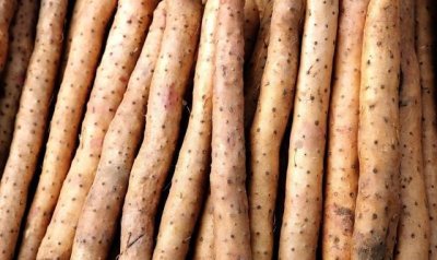 山药长芽能不能吃,山药蛋长芽了可以种植吗?