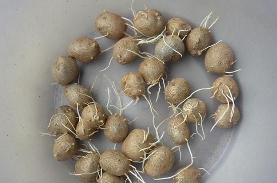 山药发芽长藤能种植吗