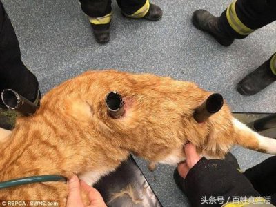 一只猫咪的进化过程(坚强的动物猫坚强)