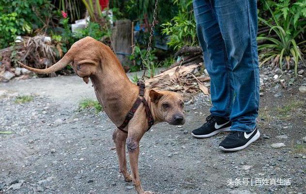 一只猫咪的进化过程(坚强的动物猫坚强)(9)