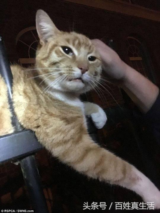 一只猫咪的进化过程(坚强的动物猫坚强)(3)