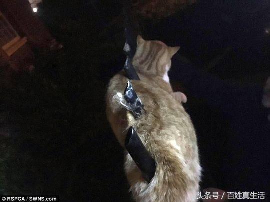 一只猫咪的进化过程(坚强的动物猫坚强)(5)