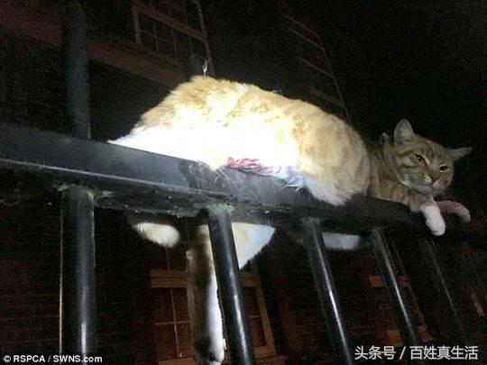 一只猫咪的进化过程(坚强的动物猫坚强)(2)