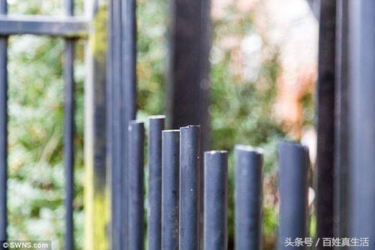 一只猫咪的进化过程(坚强的动物猫坚强)(6)