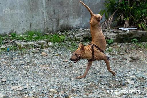一只猫咪的进化过程(坚强的动物猫坚强)(7)