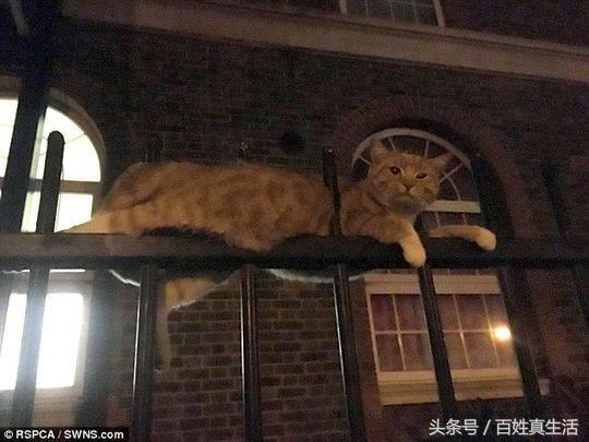 一只猫咪的进化过程(坚强的动物猫坚强)(4)