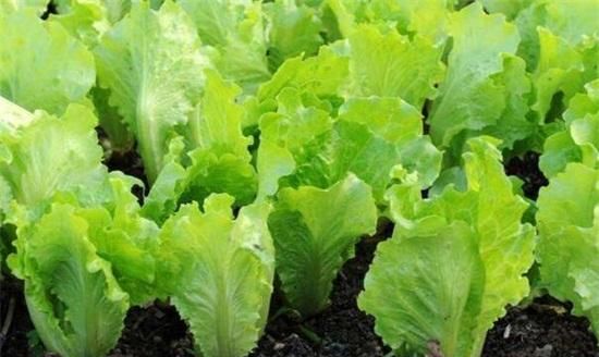 秋天都有什么蔬菜成熟长在土里的图片