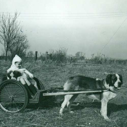 圣伯纳德犬有多大(寻根问祖系列113)(4)