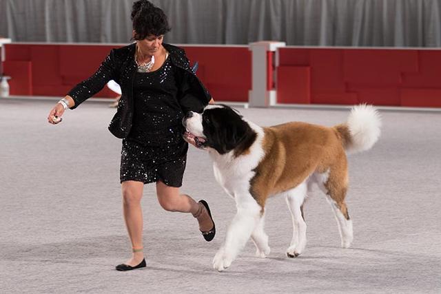 圣伯纳德犬有多大(寻根问祖系列113)(5)