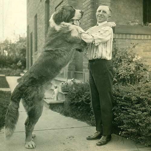 圣伯纳德犬有多大(寻根问祖系列113)(3)